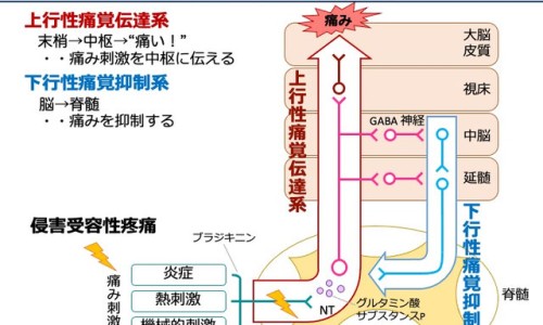 孕妇吃红豆莲子红枣汤的好处-【孕妇可以喝红豆莲子汤吗】孕妇能不能喝红豆汤 - 孕妇可以喝红豆莲子汤吗网