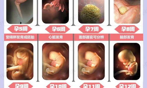 怀孕初期孕妇可以喝紫苏梗水吗